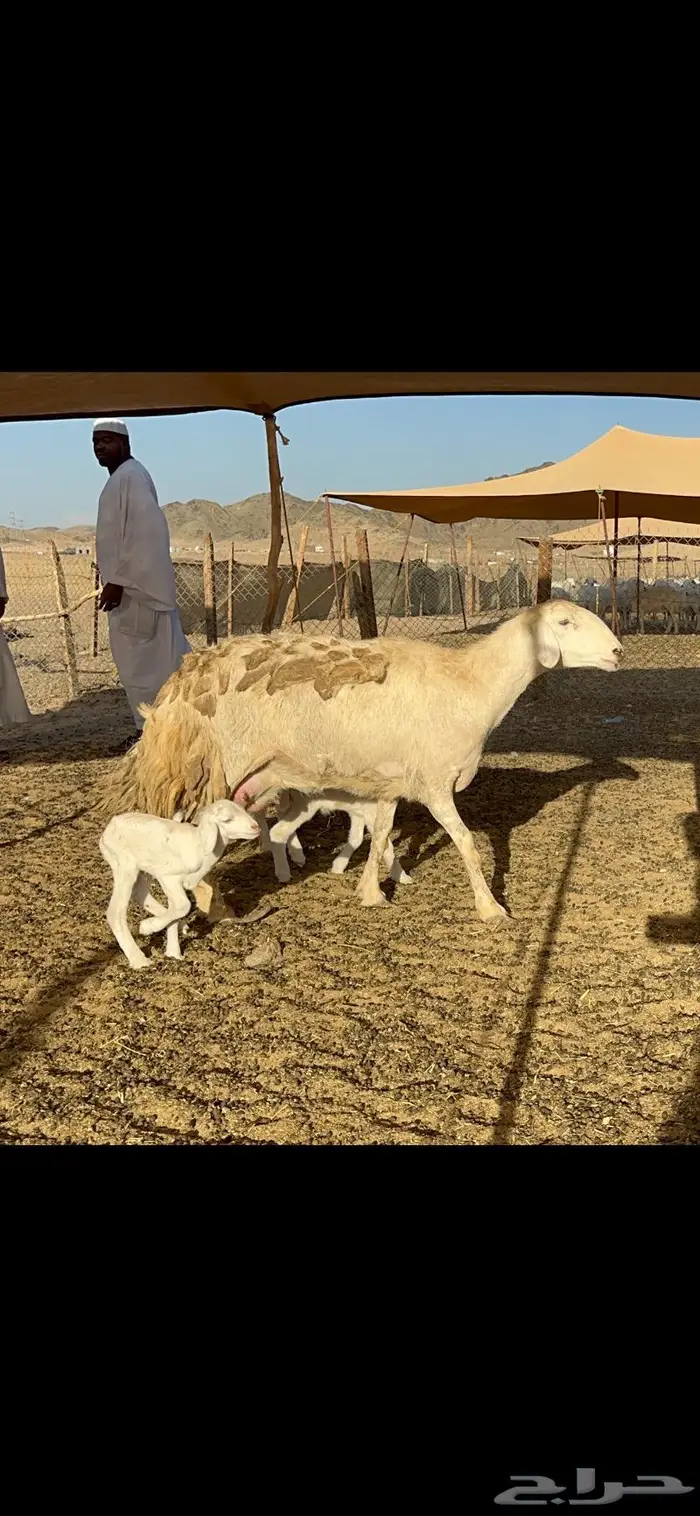 عرض نادر غنم حرش عددها 39 بالفحل وتحتها 20 12