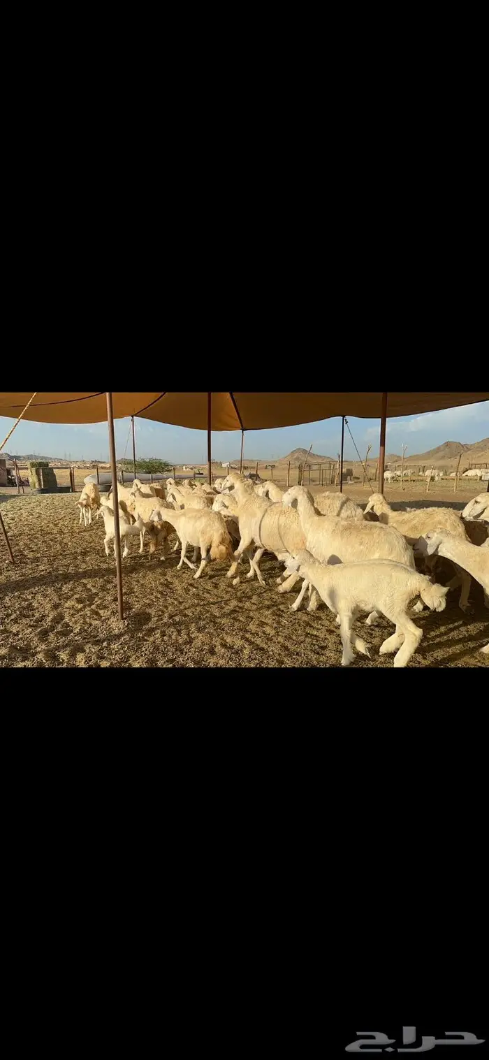 غنم حرية متابيع مراح واحد غنم سرحه 121 تحتها 29 1