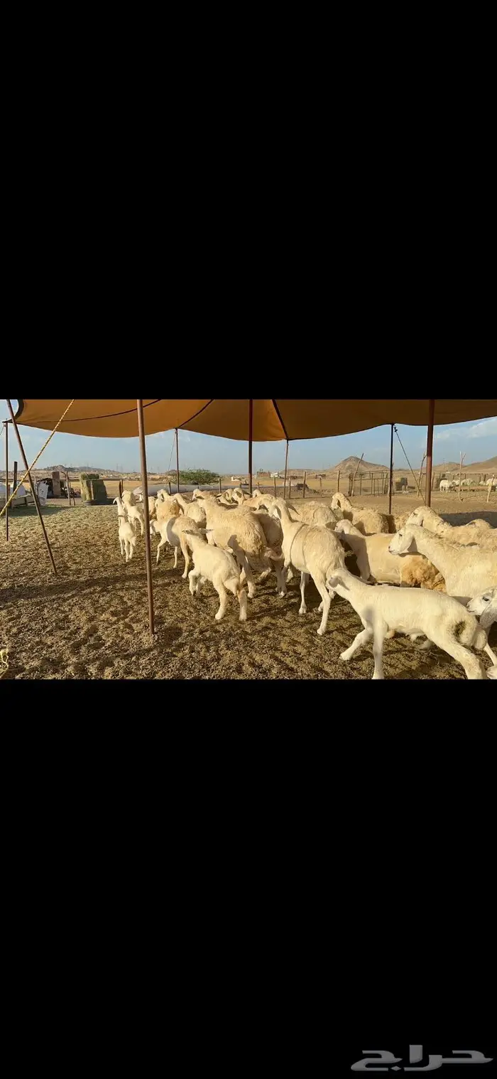 غنم حرية متابيع مراح واحد غنم سرحه 121 تحتها 29 2