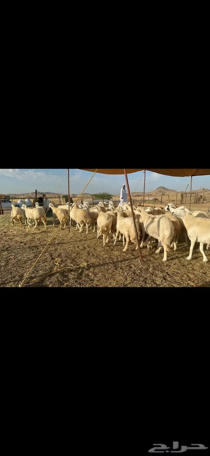 غنم حرية متابيع مراح واحد غنم سرحه 121 تحتها 29 3