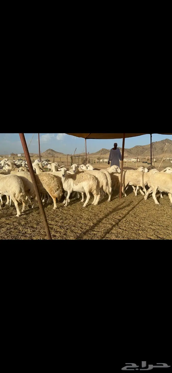 غنم حرية متابيع مراح واحد غنم سرحه 121 تحتها 29 4