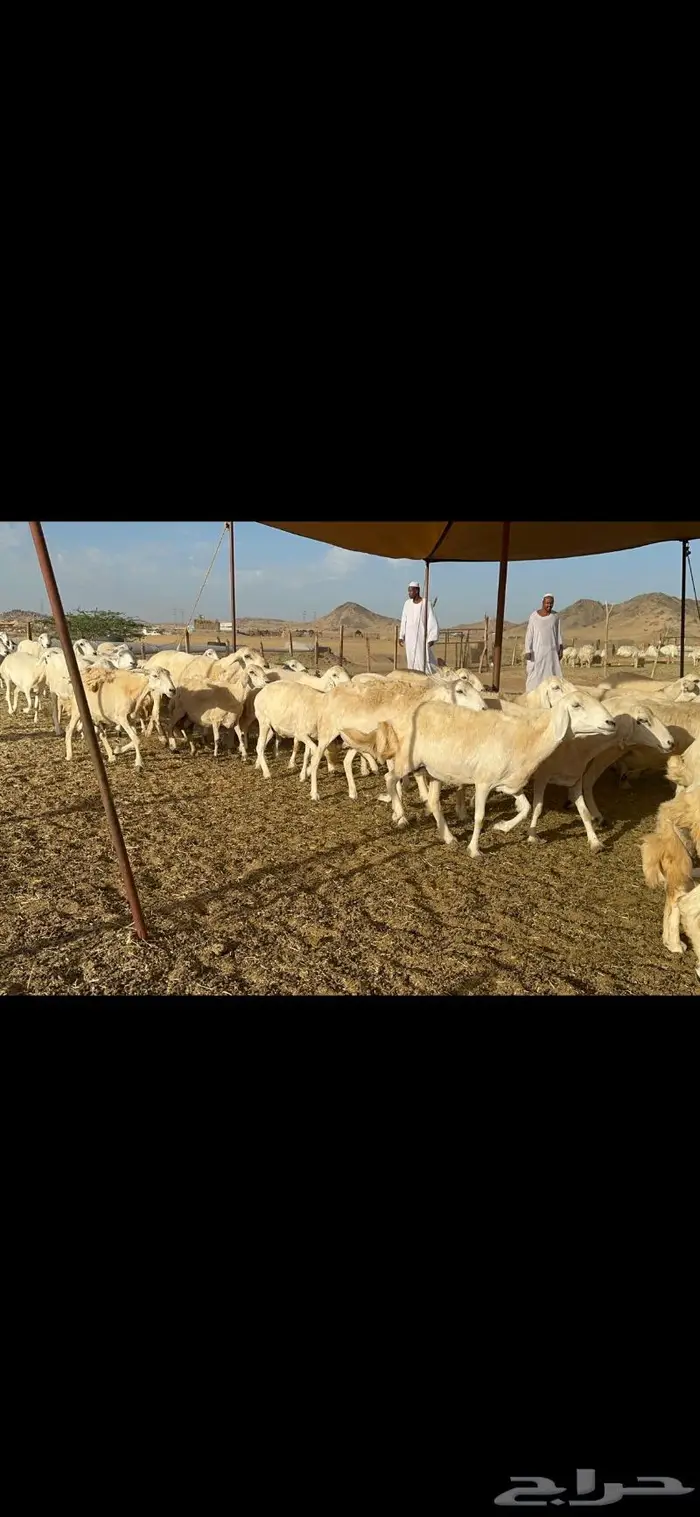 غنم حرية متابيع مراح واحد غنم سرحه 121 تحتها 29 5