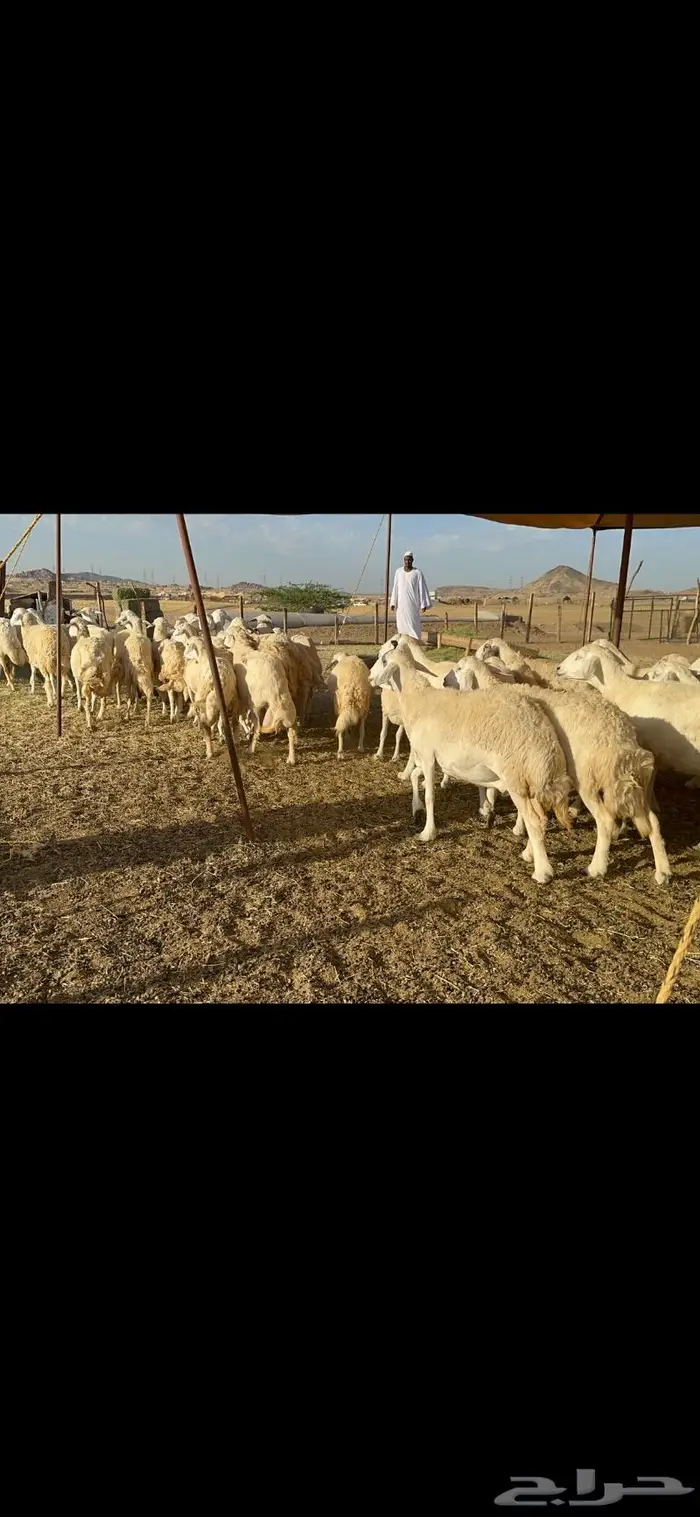 غنم حرية متابيع مراح واحد غنم سرحه 121 تحتها 29 6