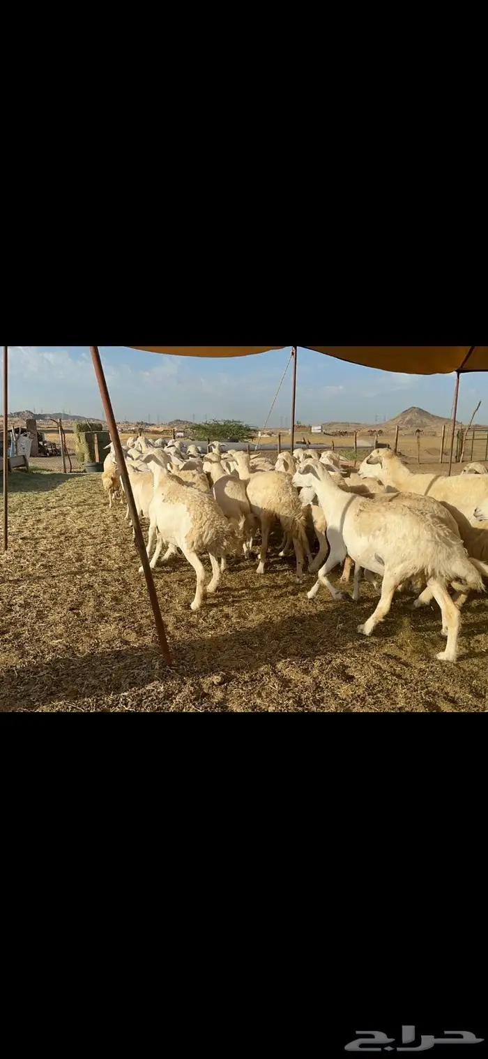 غنم حرية متابيع مراح واحد غنم سرحه 121 تحتها 29 7