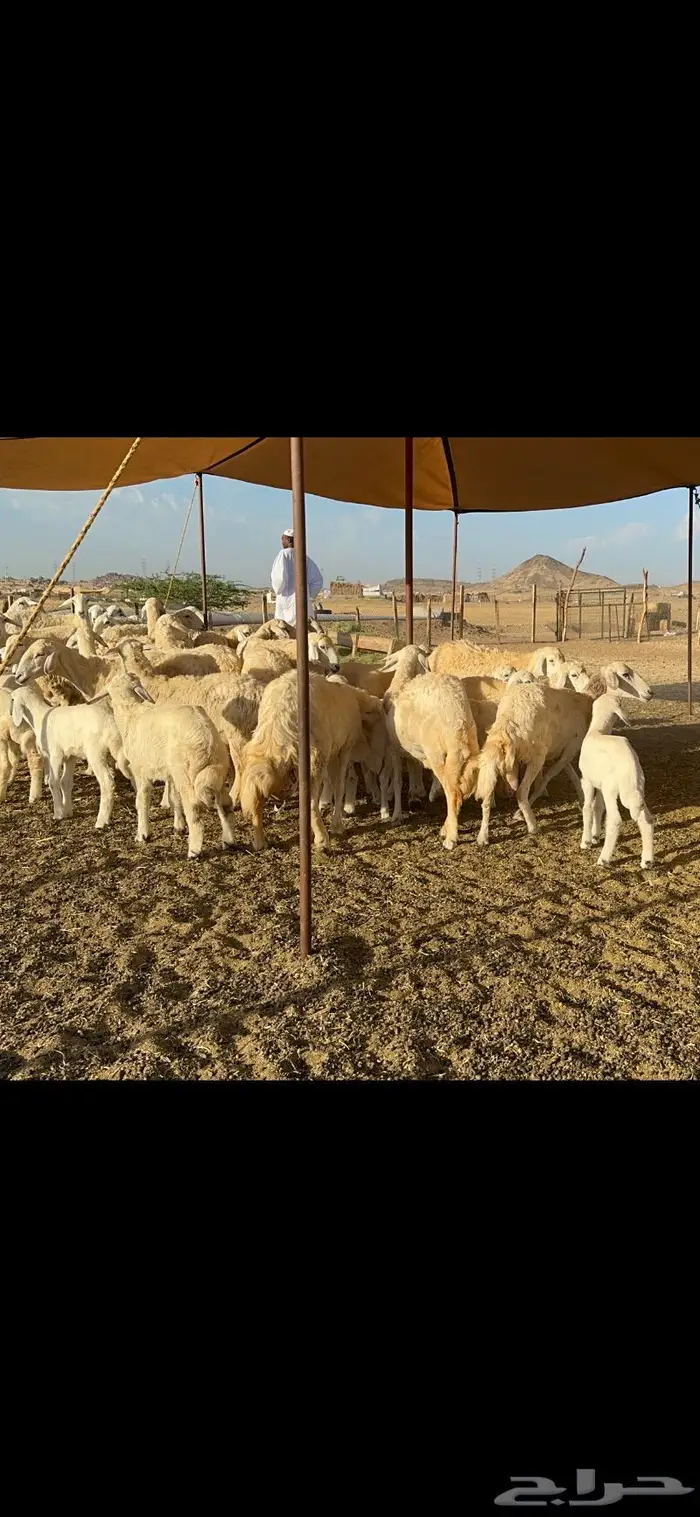 غنم حرية متابيع مراح واحد غنم سرحه 121 تحتها 29 8