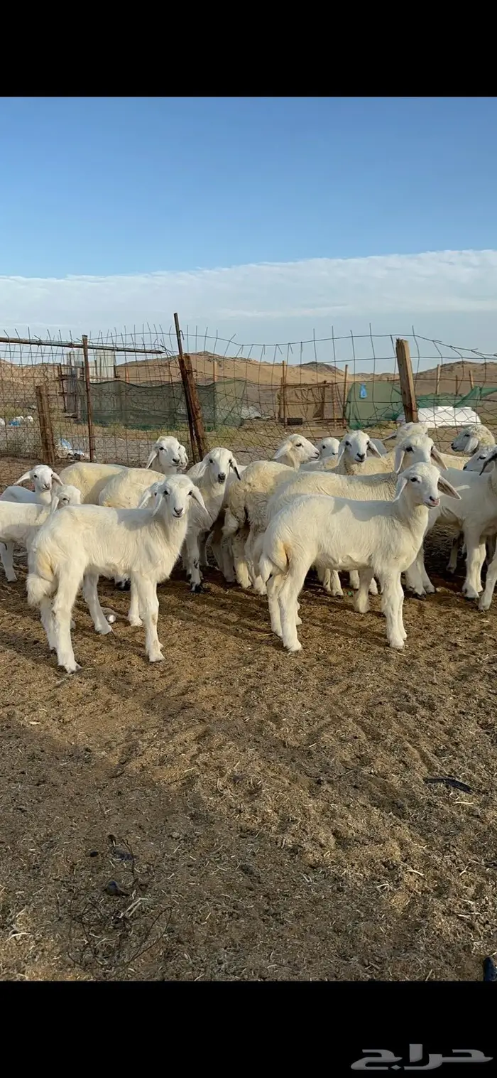 غنم حرية متابيع مراح واحد غنم سرحه 121 تحتها 29 9