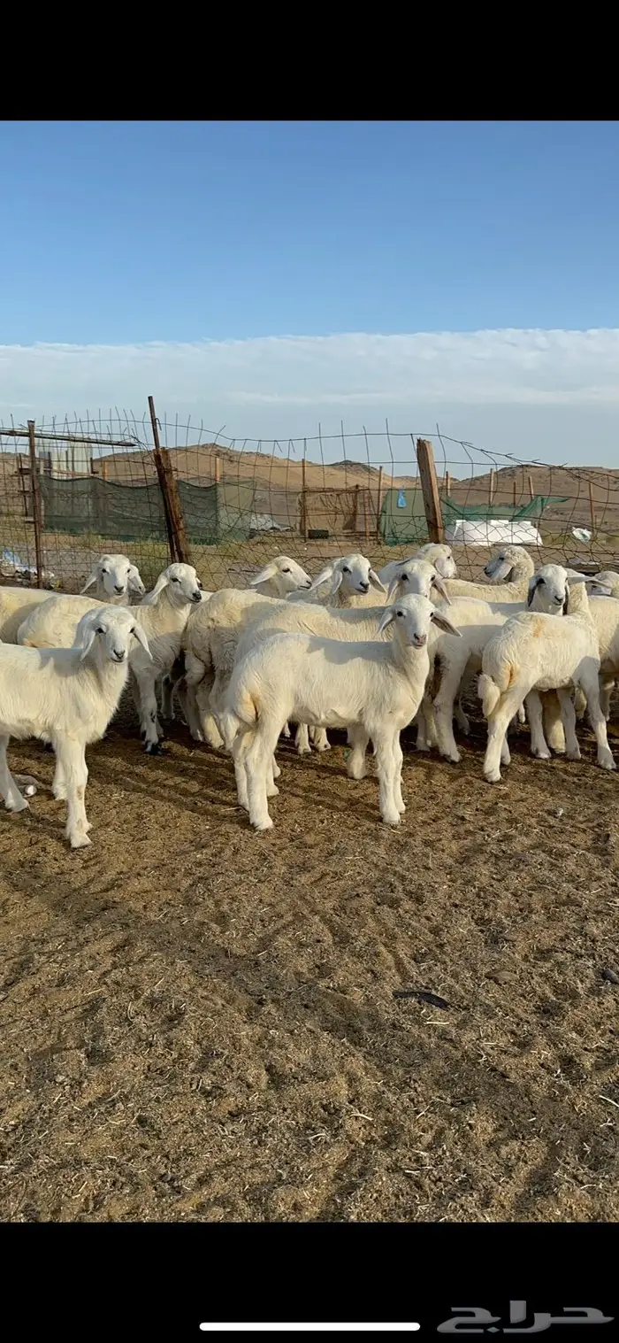 غنم حرية متابيع مراح واحد غنم سرحه 121 تحتها 29 10