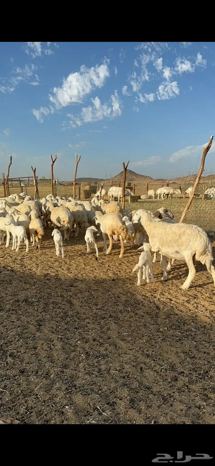 غنم حرية متابيع مراح واحد غنم سرحه 121 تحتها 29 12