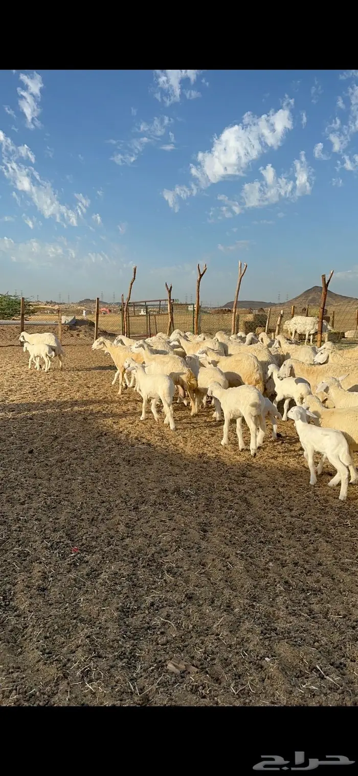 غنم حرية متابيع مراح واحد غنم سرحه 121 تحتها 29 11