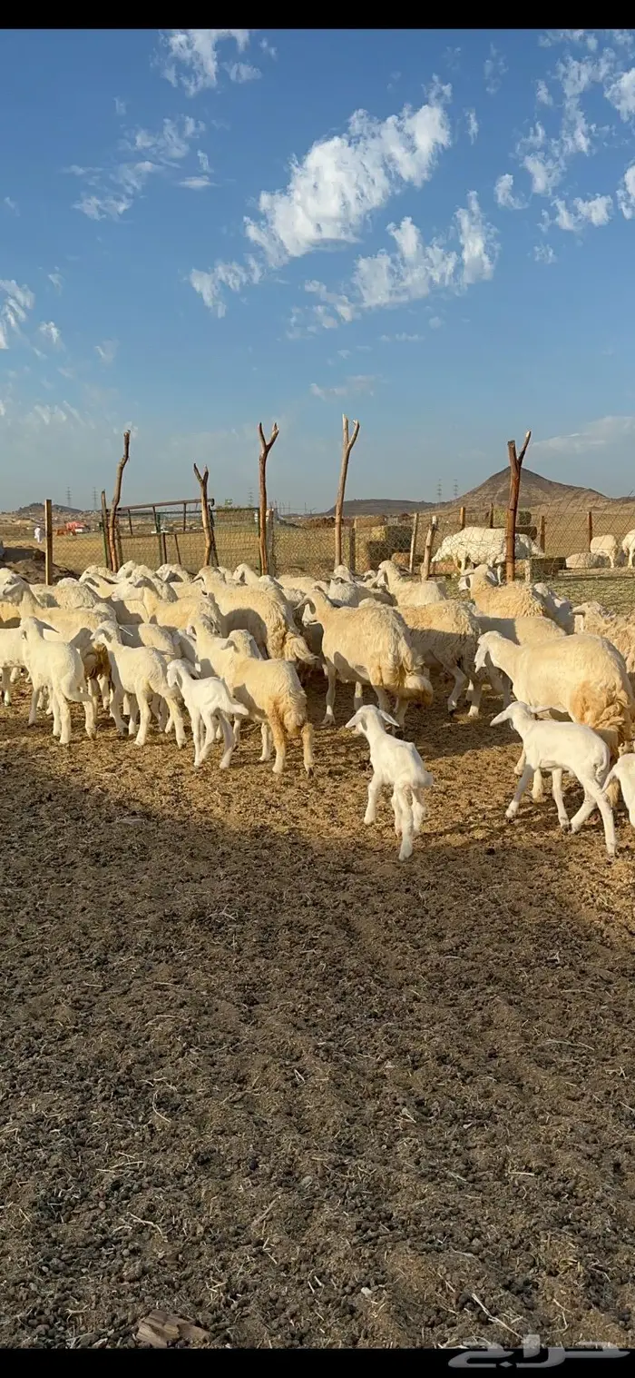 غنم حرية متابيع مراح واحد غنم سرحه 121 تحتها 29 13