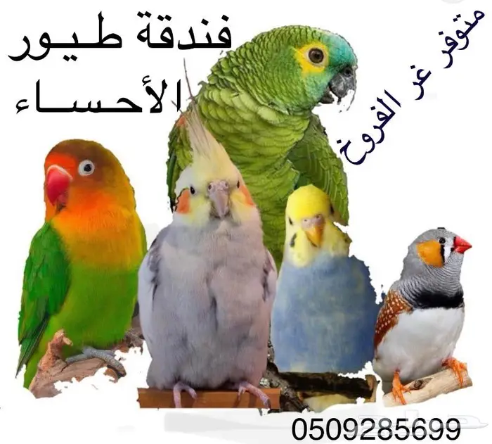 فندقة طيور VIP العرض الاقوى تبدا من 2 ريال يوجد حضانة فروخ 0