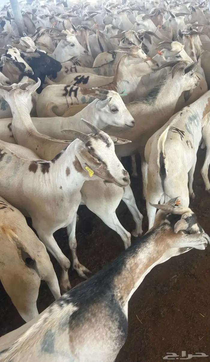 بربري تيوس اوزان 450 المطاعم 1