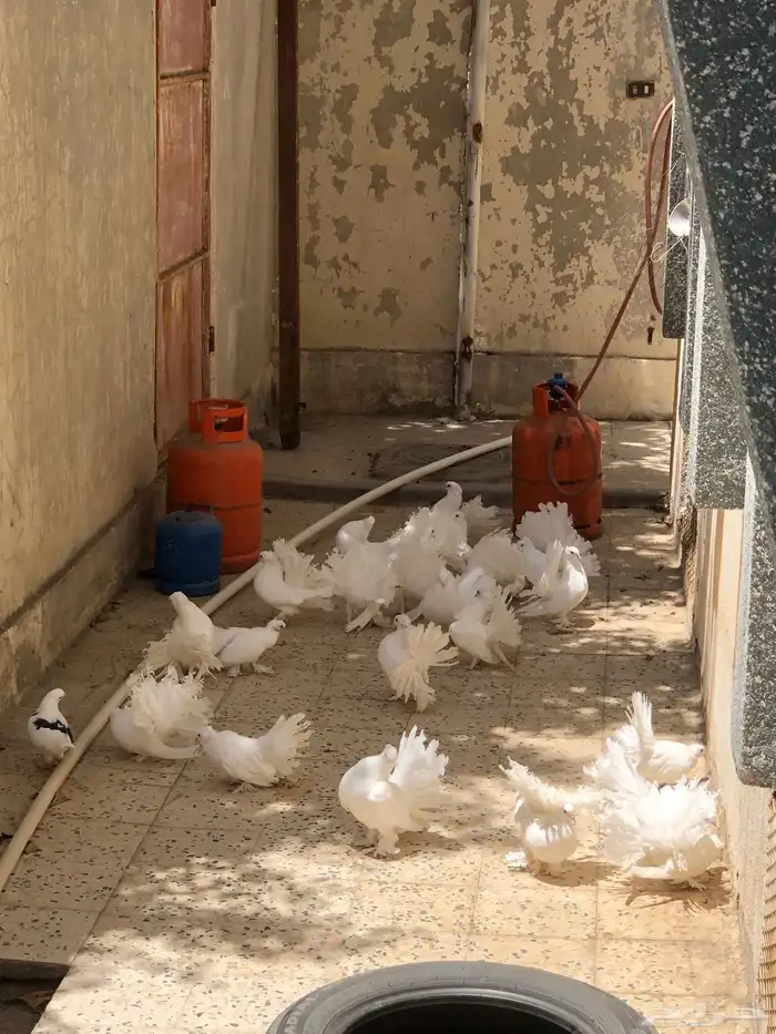 حمام رقاص اعلى سومه يجي يشيله 0