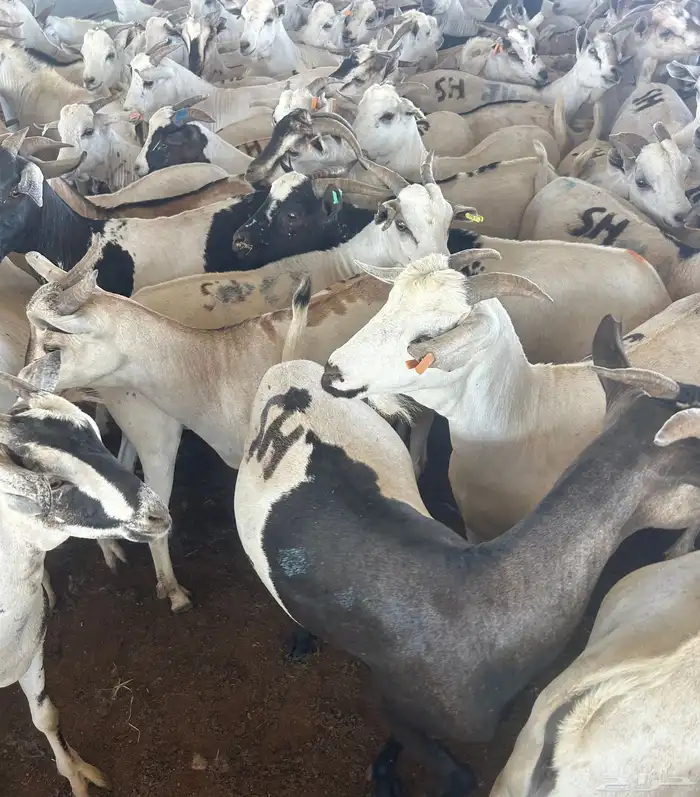 بربري تيوس اوزان 450 المطاعم 2