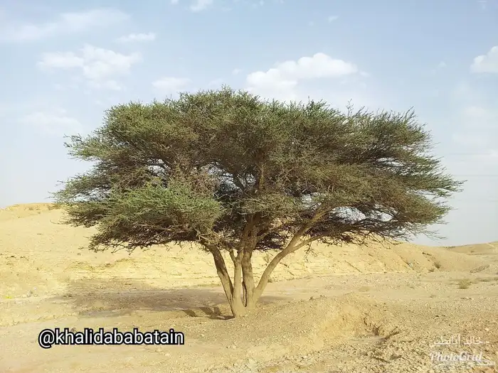 بذور الاشبهان 0