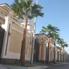زراعه نخل وزيتون وتنسيق الحدايق 3