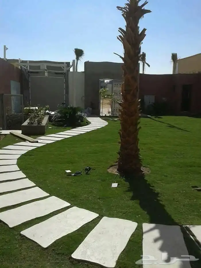زراعه نخل وزيتون وتنسيق الحدايق 0