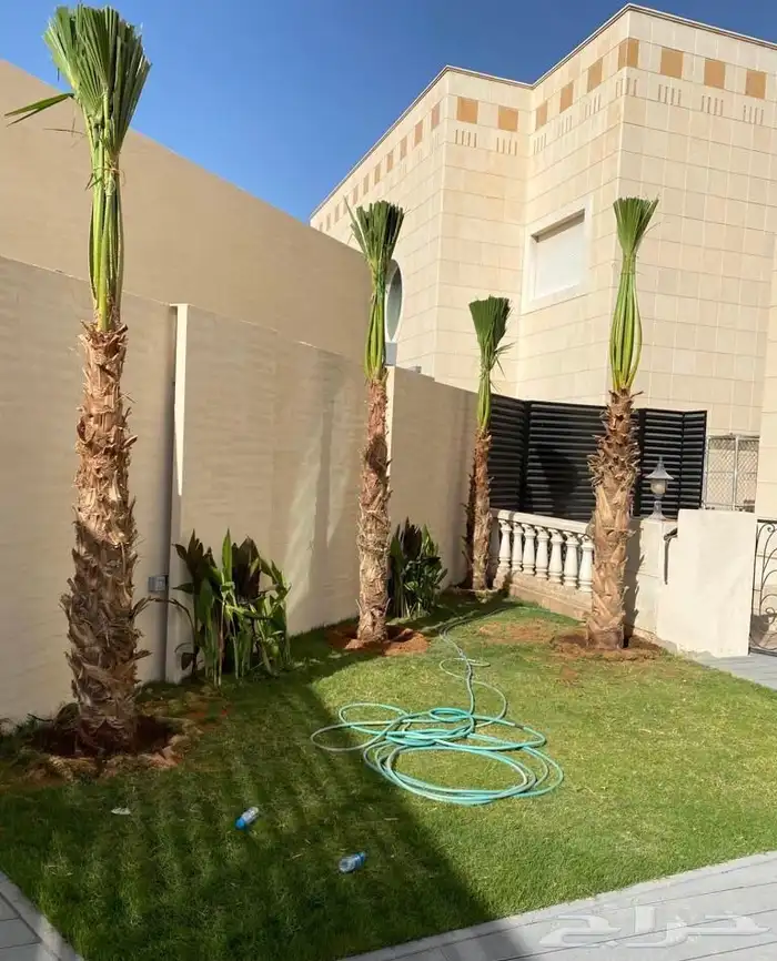 زراعه نخل وزيتون وتنسيق الحدايق 1