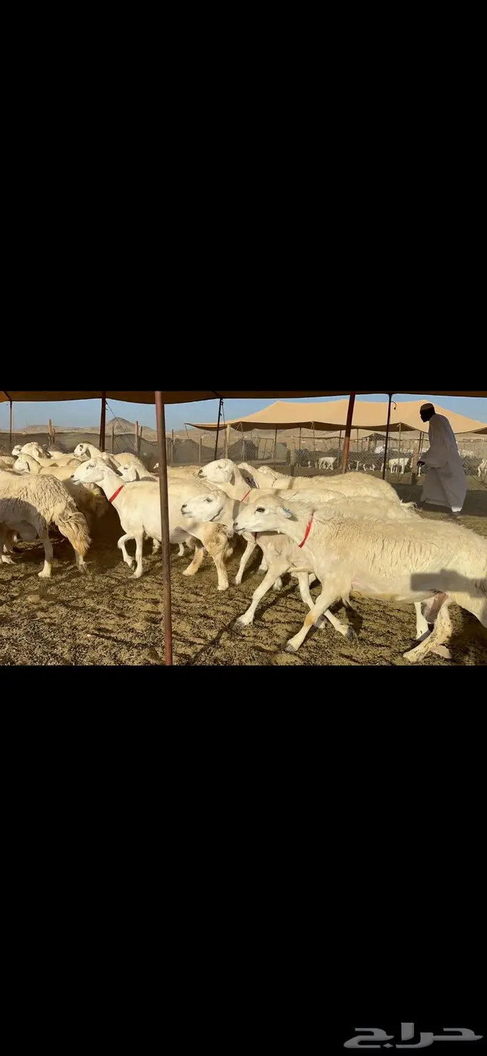 غنم حرية صنف مراح واحد 1
