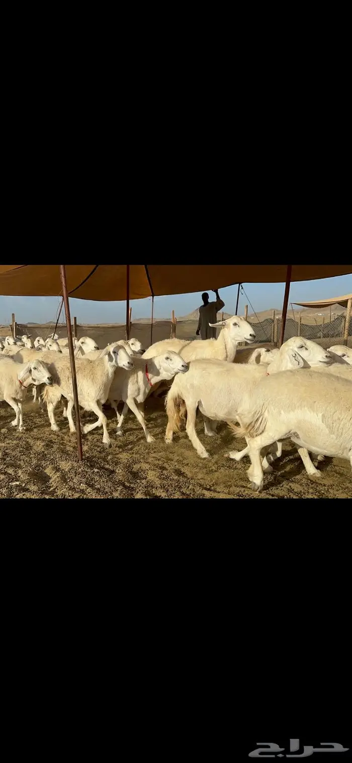 غنم حرية صنف مراح واحد 3