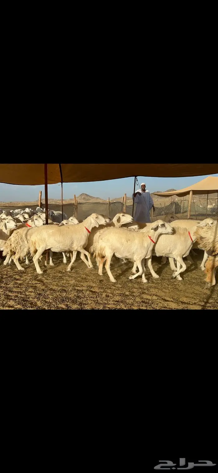 غنم حرية صنف مراح واحد 4