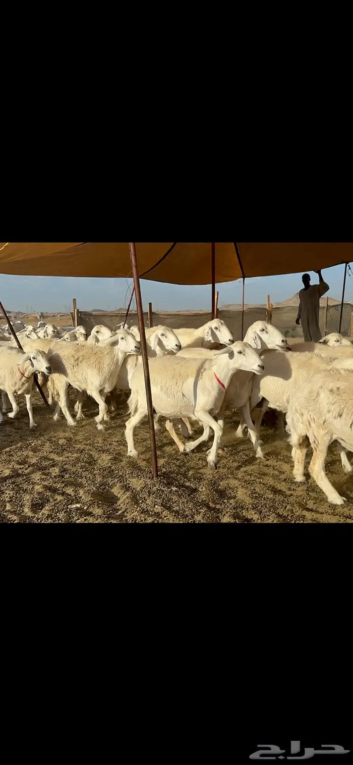 غنم حرية صنف مراح واحد 5