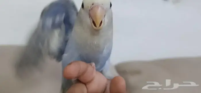 روز اليف مناسب للأطفال 3