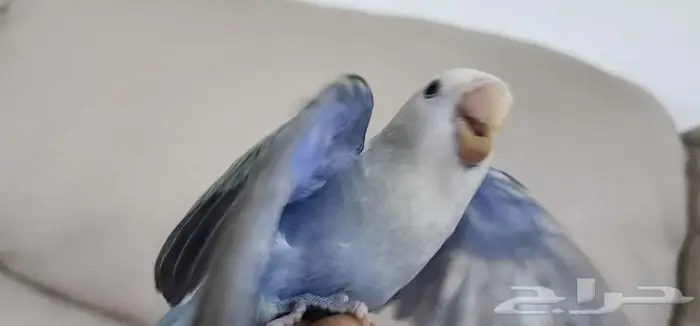 روز اليف مناسب للأطفال 0