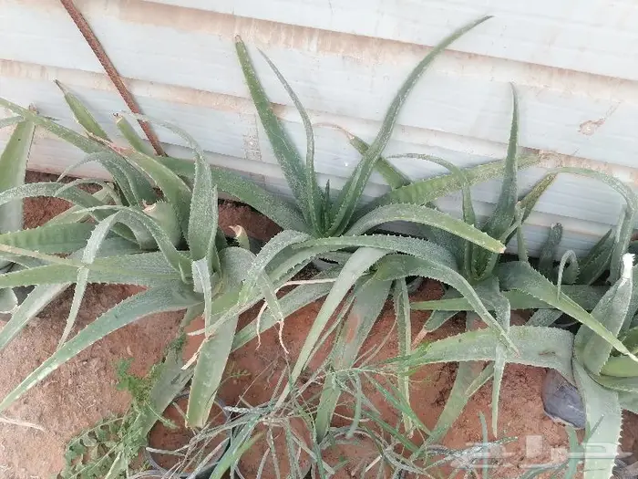 صبار الاوليفيرا السر العجيب للشعر الجذاب 1