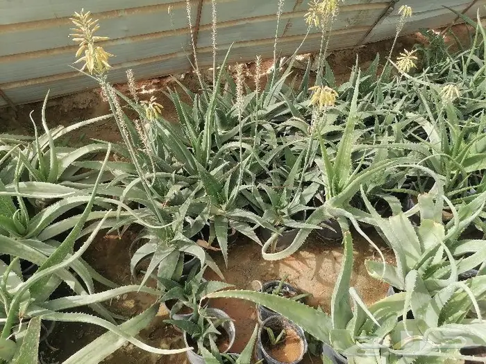 صبار الاوليفيرا السر العجيب للشعر الجذاب 3