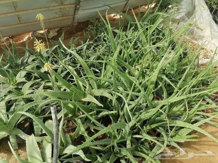 صبار الاوليفيرا السر العجيب للشعر الجذاب 7