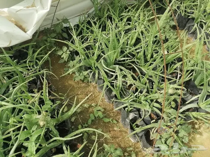 صبار الاوليفيرا السر العجيب للشعر الجذاب 8