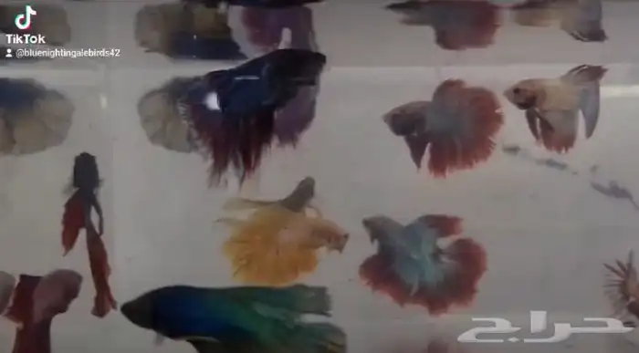 عروض قويه على اسماك الفايتر بجملة الجمله 0