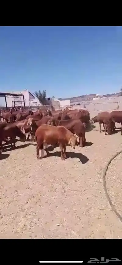 اضاحي سواكن وحري الطايف ونشرط حتى بياض اللحم 16