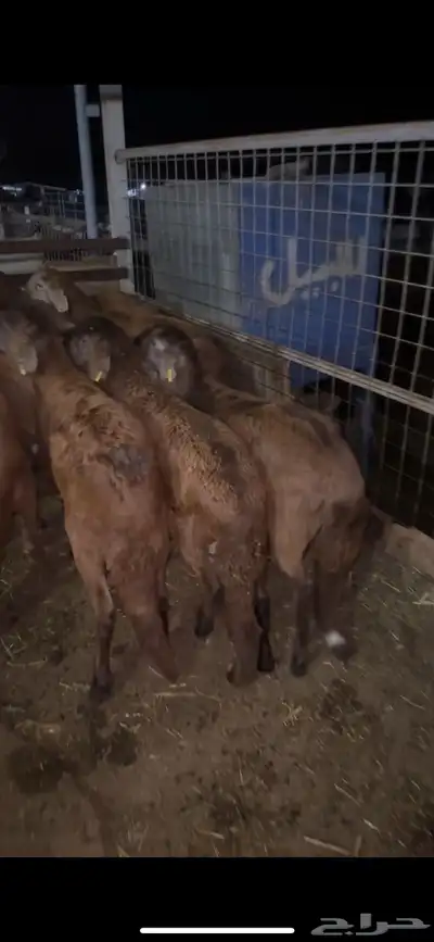 اضاحي سواكن وحري الطايف ونشرط حتى بياض اللحم 12