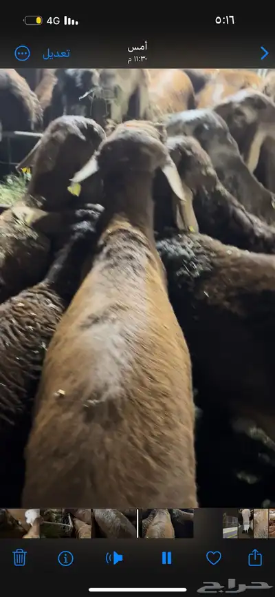 اضاحي سواكن وحري الطايف ونشرط حتى بياض اللحم 0