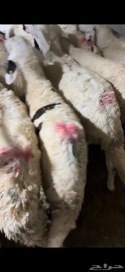 اضاحي سواكن وحري الطايف ونشرط حتى بياض اللحم 1