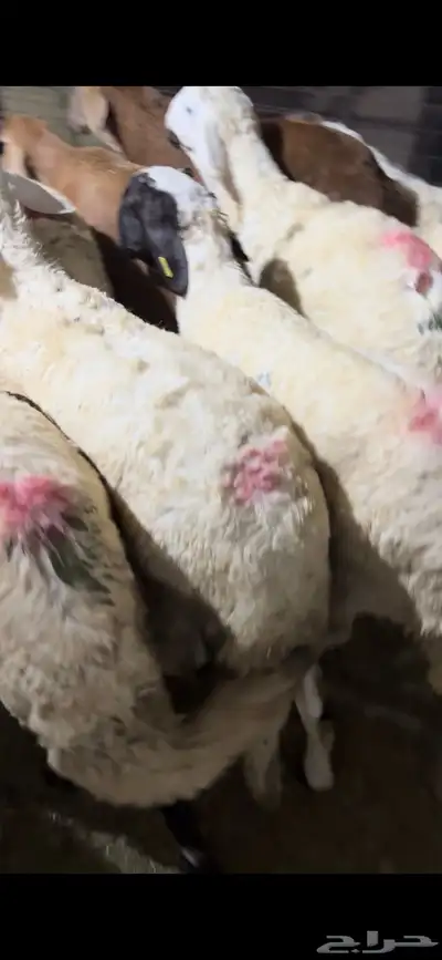 اضاحي سواكن وحري الطايف ونشرط حتى بياض اللحم 2