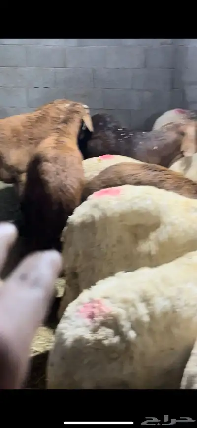 اضاحي سواكن وحري الطايف ونشرط حتى بياض اللحم 3