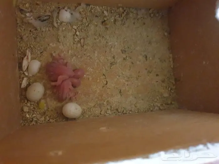 اجواز البادجي و روز متجه تم البيع 11