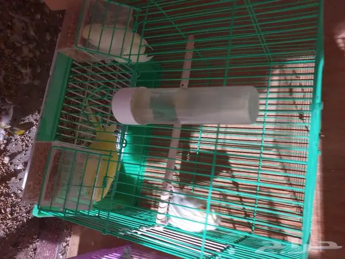 اجواز البادجي و روز متجه تم البيع 13