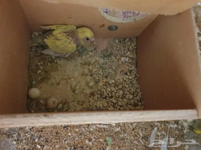 اجواز البادجي و روز متجه تم البيع 8