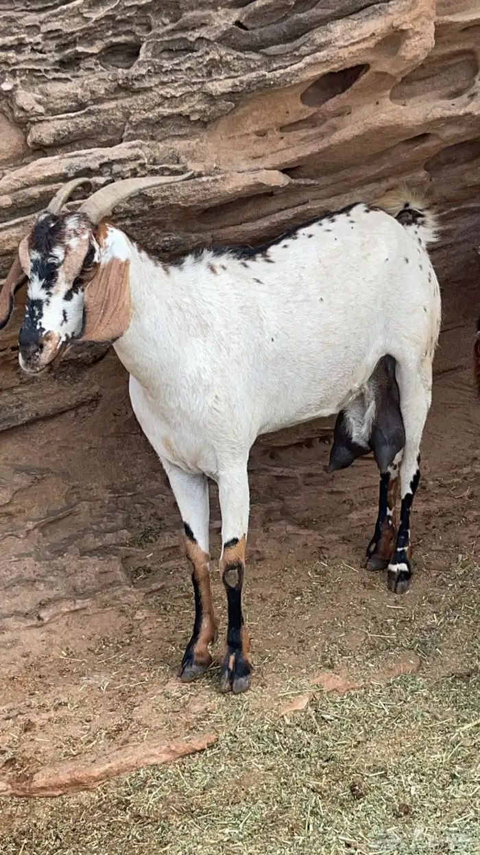 عنزين فواخر حليب وافر جدا(تم البيع ) 0