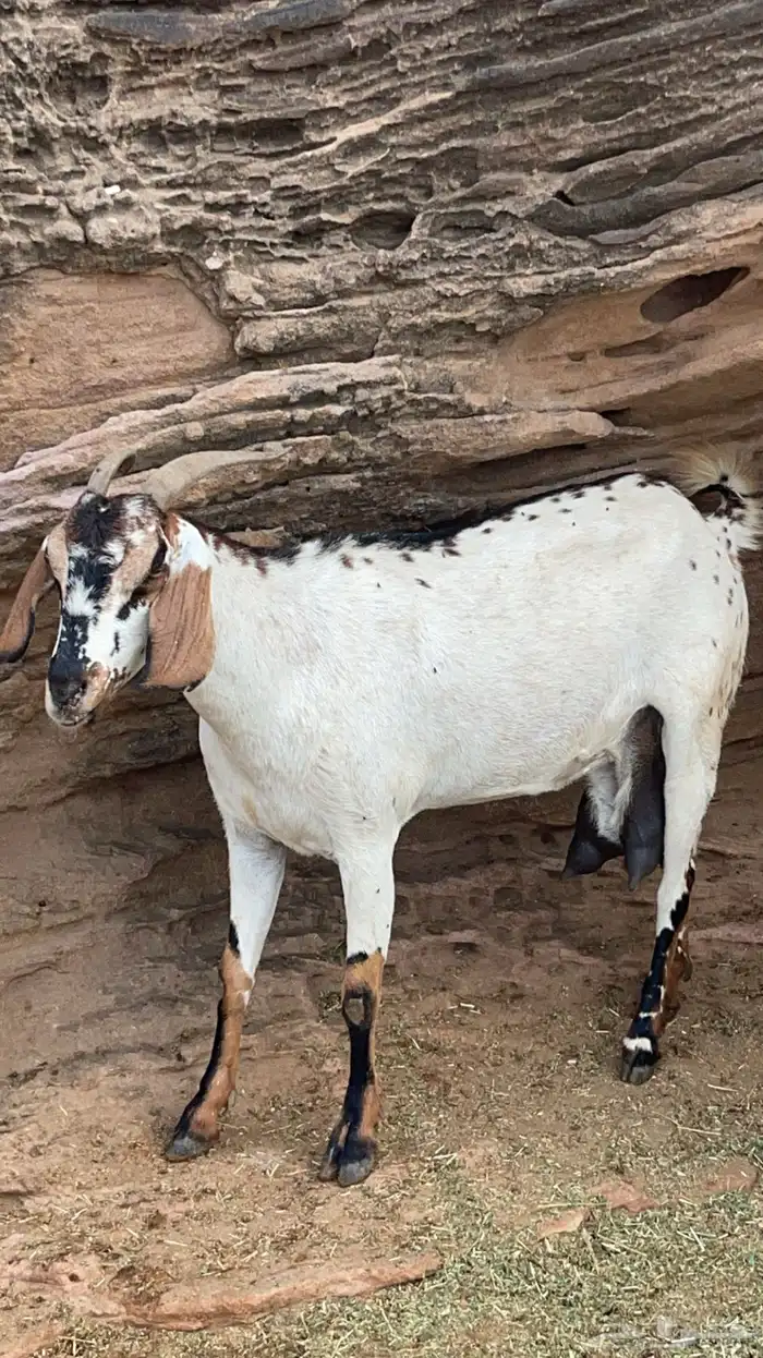 عنزين فواخر حليب وافر جدا(تم البيع ) 1