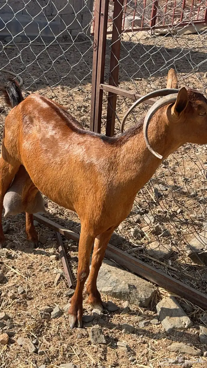 عنزين فواخر حليب وافر جدا(تم البيع ) 2