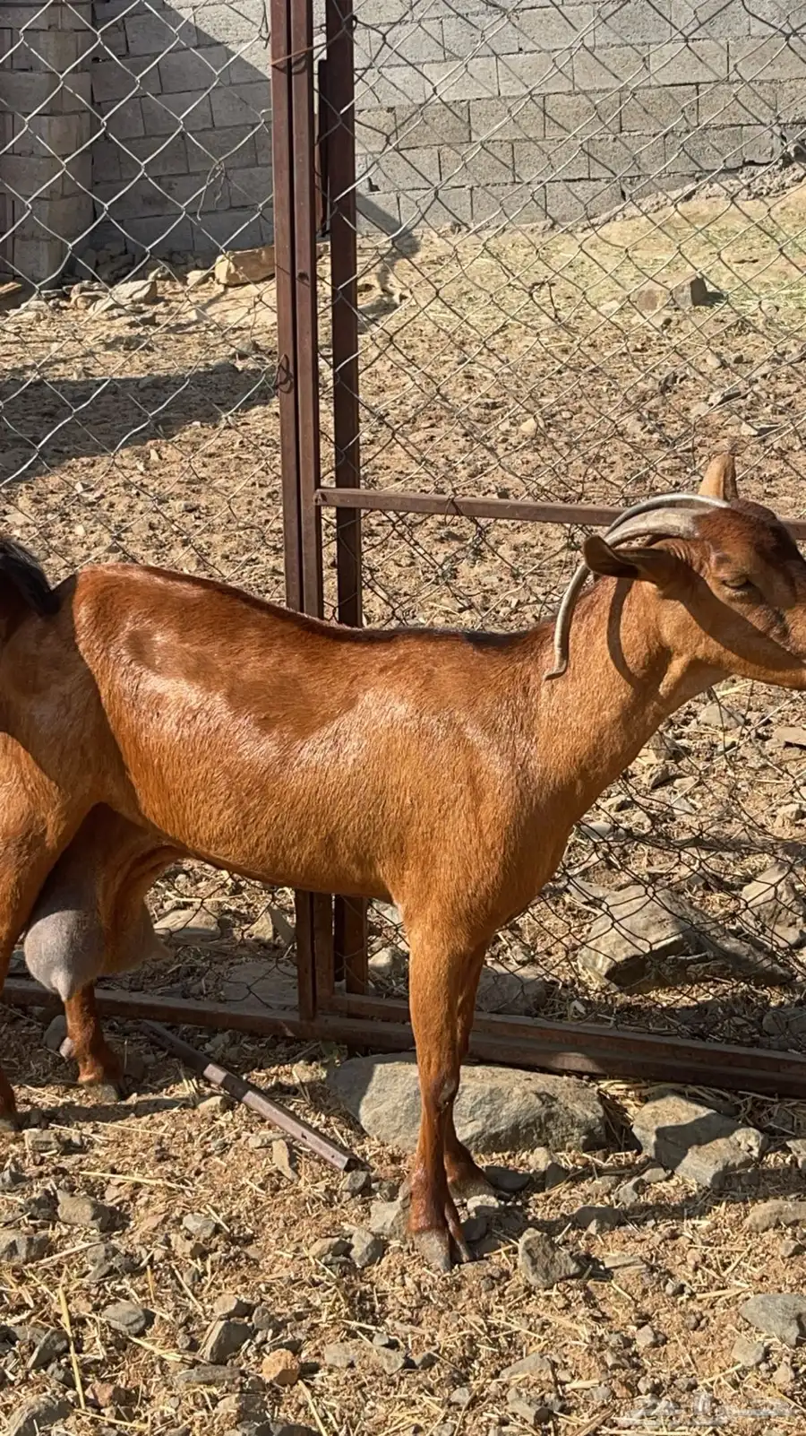 عنزين فواخر حليب وافر جدا(تم البيع ) 3