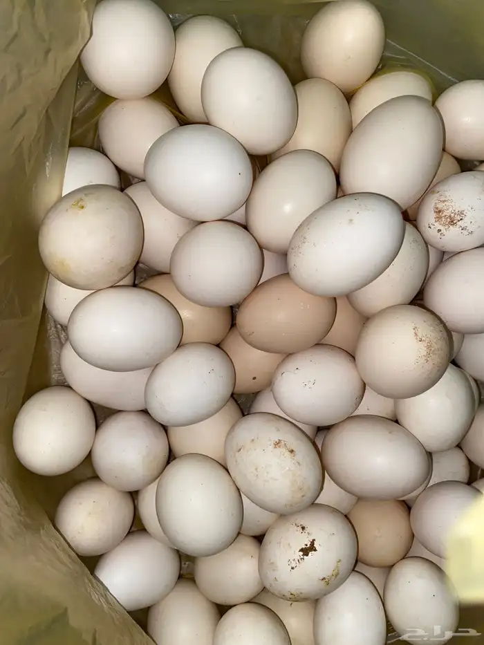 بيض دجاج فرنسي كولمبي مخصب للبيع 3