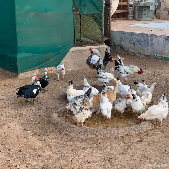 بيض دجاج فرنسي كولمبي مخصب للبيع 0