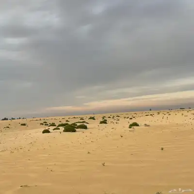 أيواء خيل 3