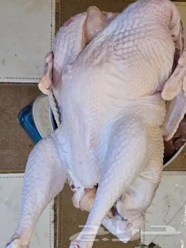 ديك رومي ذبح من 4 الى 7 كيلو رقم العرض 26 3 2024 0